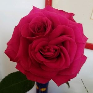 Meet your Posher, Jacqueline